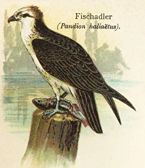 Western osprey (Pandion haliaetus) food