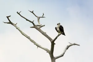 Western Osprey (Pandion haliaetus) perched on a branch