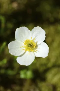 Western pasque flower (Anemone occidentalis)
