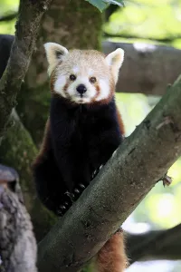 Western Red panda (Ailurus fulgens)