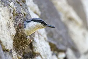 Western Rock Nuthatch (Sitta neumayer)