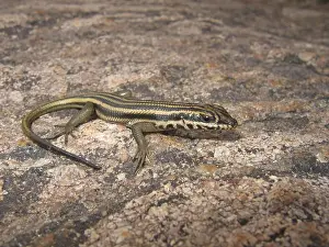 Western rock skink, female (Trachylepis sulcata)