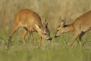 Western Roe Deer (Capreolus capreolus) adult pair