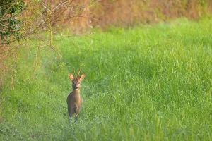 Western Roe Deer (Capreolus capreolus) buck