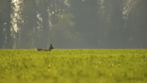 Western Roe Deer (Capreolus capreolus) buck