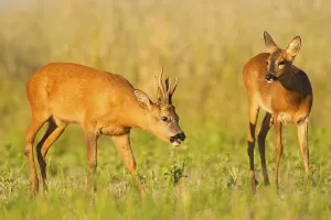 Western Roe Deer (Capreolus capreolus) buck and doe