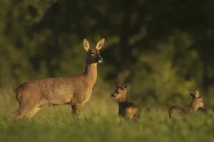 Western Roe Deer (Capreolus capreolus) doe with fawns