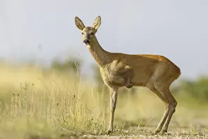 Western Roe Deer (Capreolus capreolus) female with missing front leg