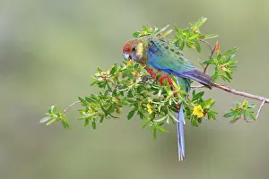 Western Rosella (Platycercus icterotis) juvenile