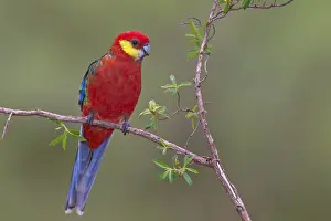 Western Rosella (Platycercus icterotis) male