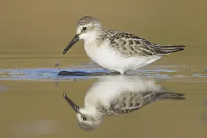 Western Sandpiper (Calidris mauri)