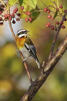 Western Spindalis (Spindalis zena) perched on a branch in Cuba
