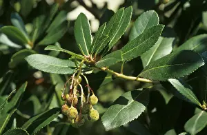 Western strawberry tree (Arbutus unedo)