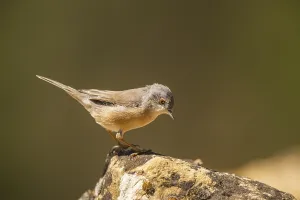 Western subalpine warbler (Curruca iberiae) sitting on a rock