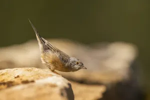 Western subalpine warbler (Curruca iberiae) sitting on a rock