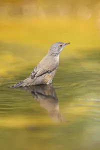 Western subalpine warbler (Curruca iberiae) at a water pool