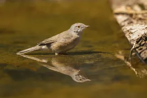 Western subalpine warbler (Curruca iberiae) at a water pool