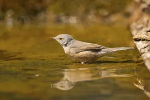 Western subalpine warbler (Curruca iberiae) at a water pool