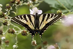 Western Tiger Swallowtail at a flower