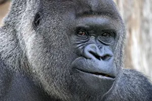 Western western gorilla (Gorilla gorilla) silverback