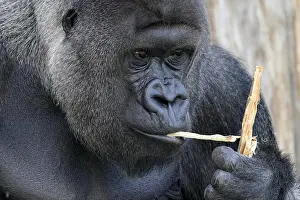 Western western gorilla (Gorilla gorilla) silverback