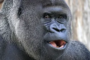 Western western gorilla (Gorilla gorilla) silverback