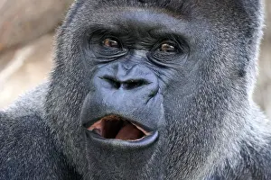 Western western gorilla (Gorilla gorilla) silverback