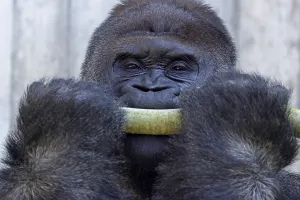 Western western gorilla (Gorilla gorilla) silverback