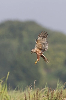 Western western marsh-harrier (Circus aeruginosus)