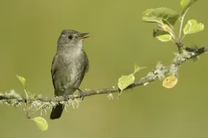 Western Wood Pewee (Contopus sordidulus)