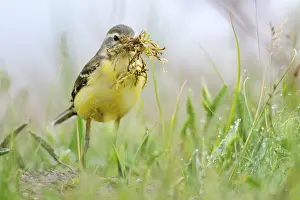 Western Yellow Wagtail (Motacilla flava) carrying nesting material