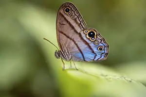 Westwood's satyr (Euptychia westwoodi) butterfly sitting on a leaf