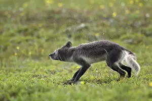 Wet Arctic fox (Alopex lagopus) (Vulpes lagopus) shaking water off fur to dry after rain on the tundra in summer