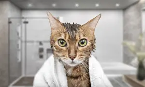 Wet cat in a towel in the shower while bathing