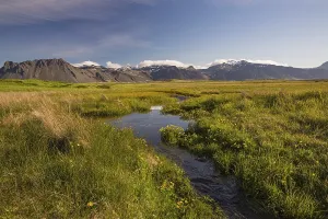 Wet flowering meadow at Ytri Tunga