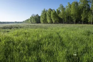 Wet meadow and birch (Betula pubescens) forest