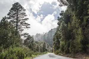Category Forests Prints: Wet road surrounded by trees and shrubs