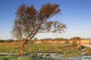 Wetland biotope in the Peene valley