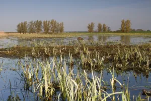 Wetland biotope in the Peene valley