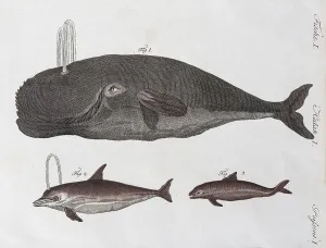 Whale and Dolphins, Hand Coloured Copper Engraving from Friedrich Justin Bertuch Picture Book for Children
