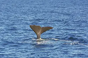 A whale fin juts out of the wavy blue ocean waters