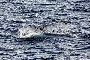 Whale fin with water currents in the middle of the deep blue ocean