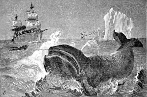 Whale Hunt in the Northern Arctic Ocean