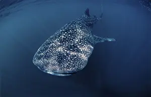 Whale shark, Rhincodon thypus, Djibouti