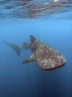 Whale shark (Rhincodon type)