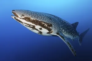 Whale shark (Rhincodon typus), in blue water