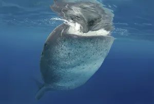 Whale shark (Rhincodon typus), Bohol Sea