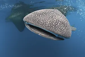 Whale shark, Rhincodon typus, Cenderawasih Bay
