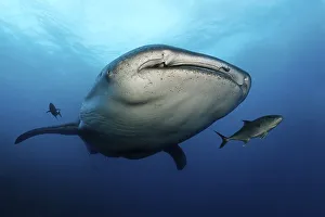 Whale Shark (Rhincodon typus), Darwin Island