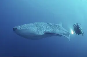 Whale Shark (Rhincodon typus) and diver